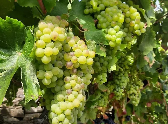 Quinta Alto Da Fraga *